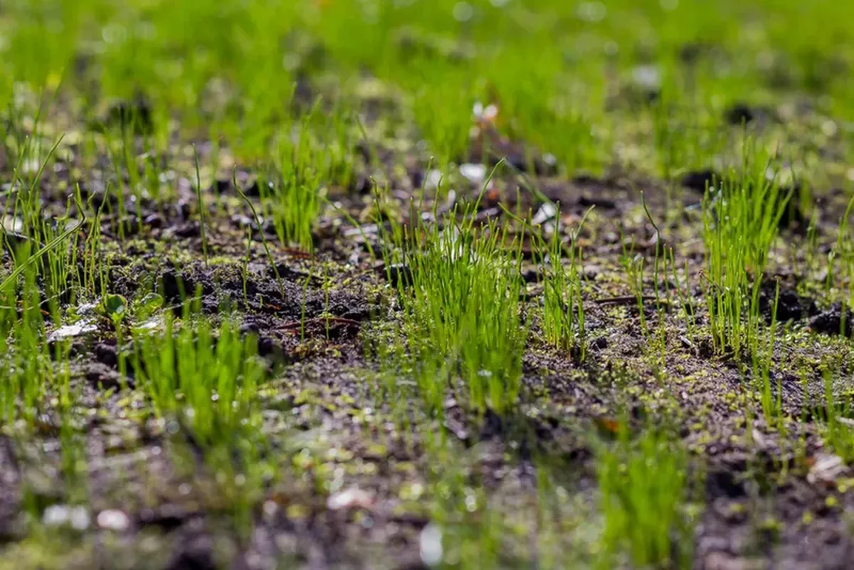 How Long Does Grass Seed Take To Grow? A Complete Timeline & Expert Tips